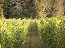 the Singletree winery full day vancouver wine tour